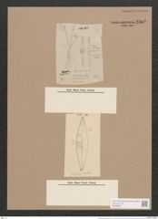 Brebissonia boeckii (Kütz.) Grun. (de-Toni-Nr.: Genus 24, Species 1242) Zeichnungen Sammlung Grunow Nr. 2382 (NHMW-BOT-W0369521)